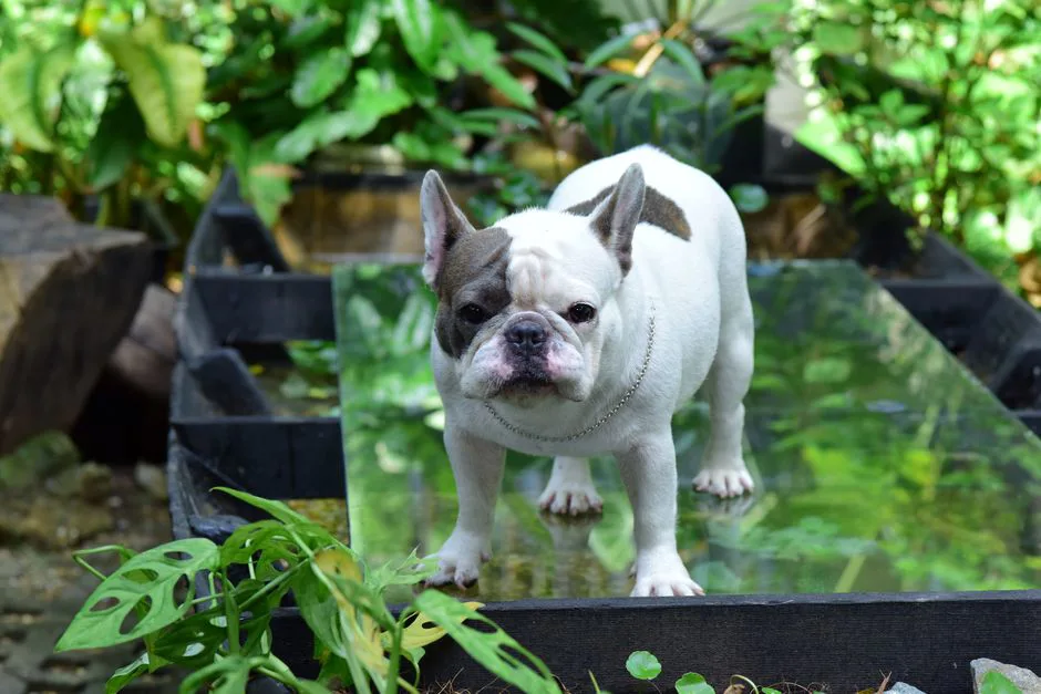 Bulldog Francés 6
