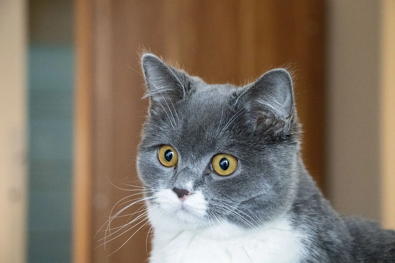 British Shorthair 6