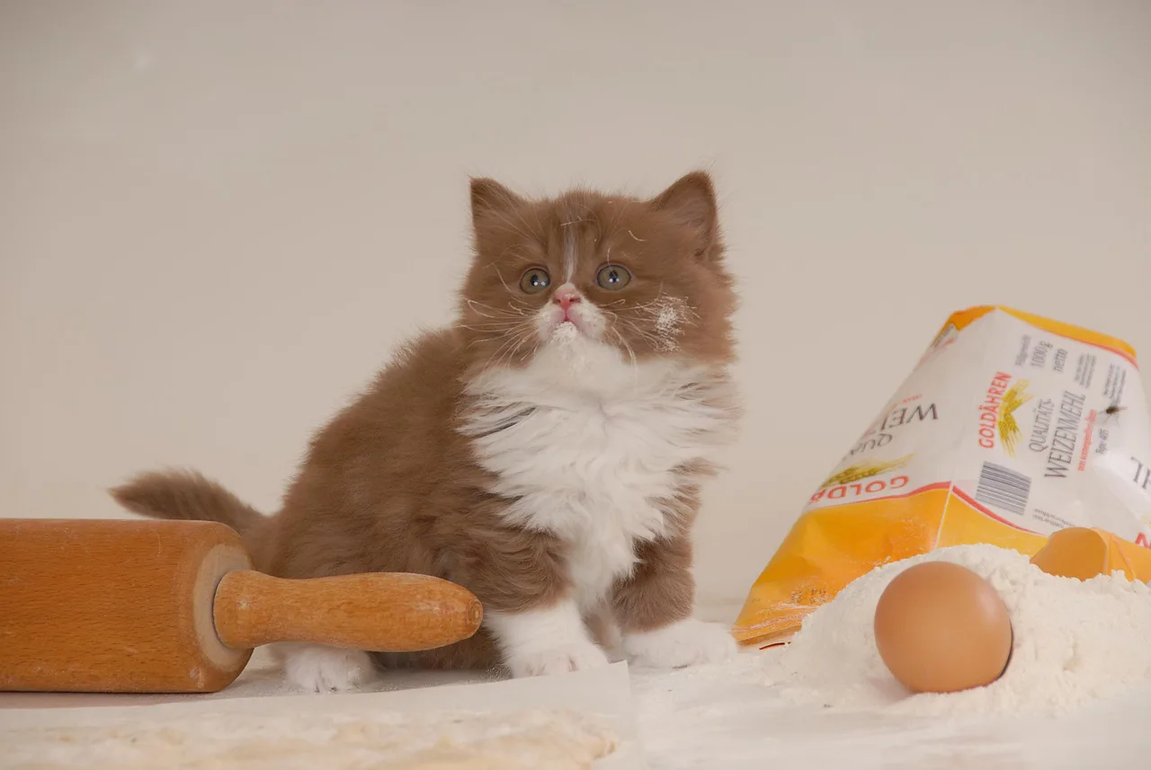 British Shorthair 4