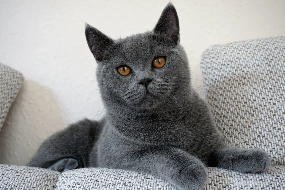 British Shorthair
