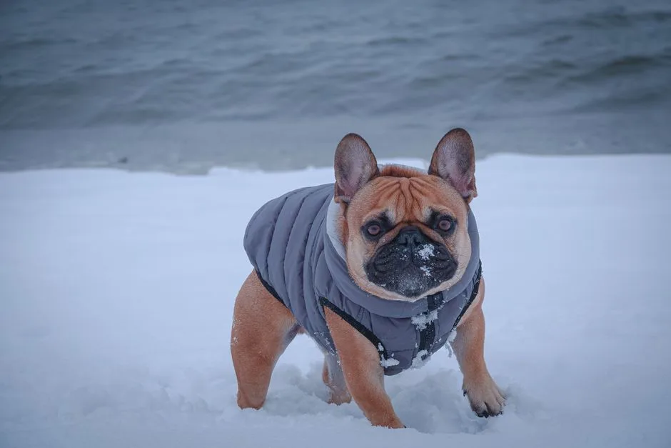 Bulldog Francés 7