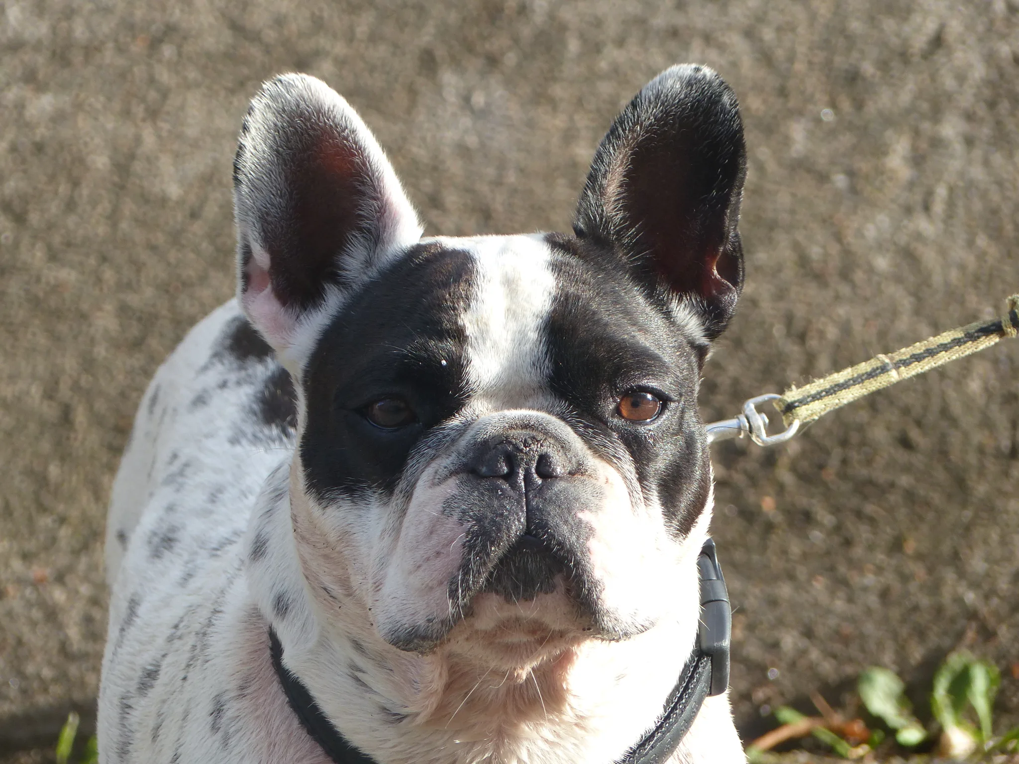 Bulldog Francés 5