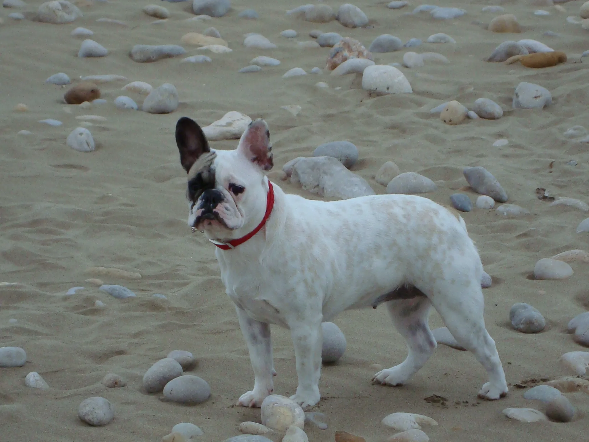 Bulldog Francés 4