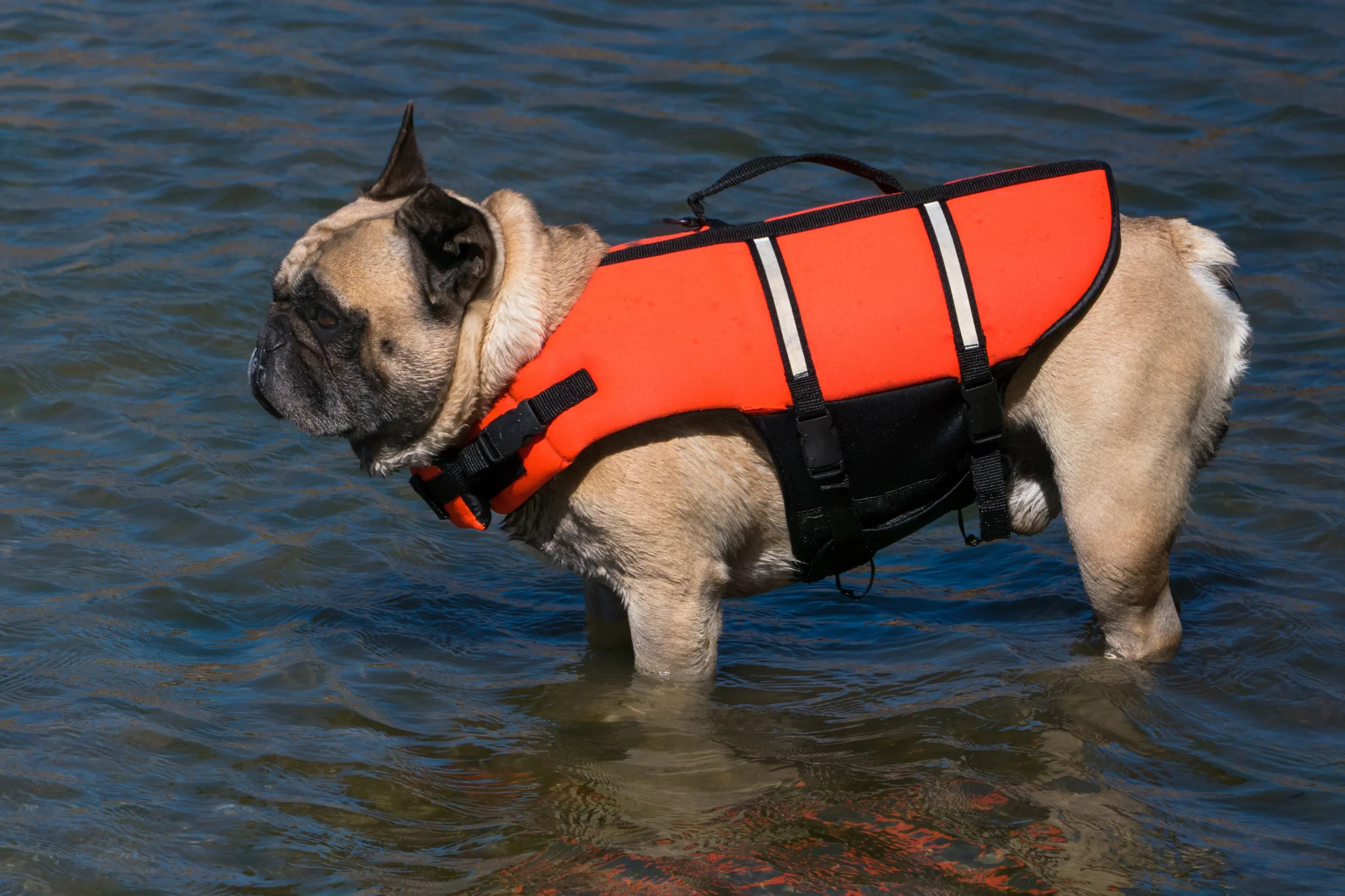 Bulldog Francés