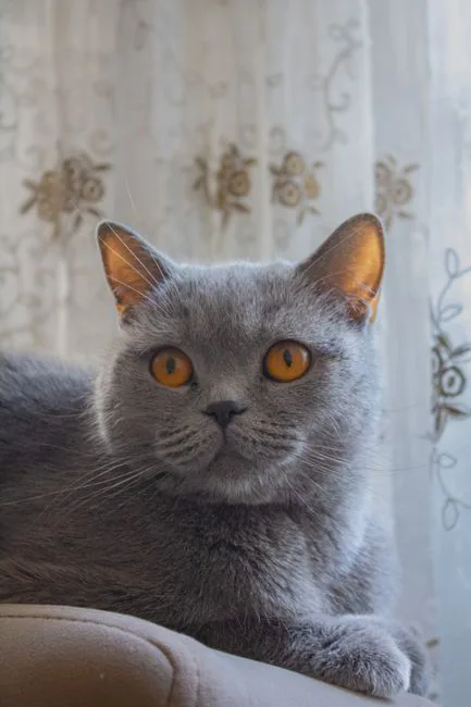 British Shorthair 2