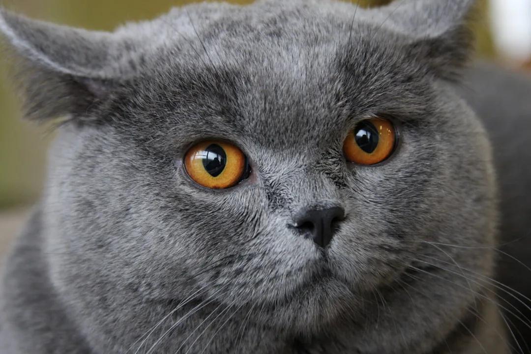 British Shorthair 5