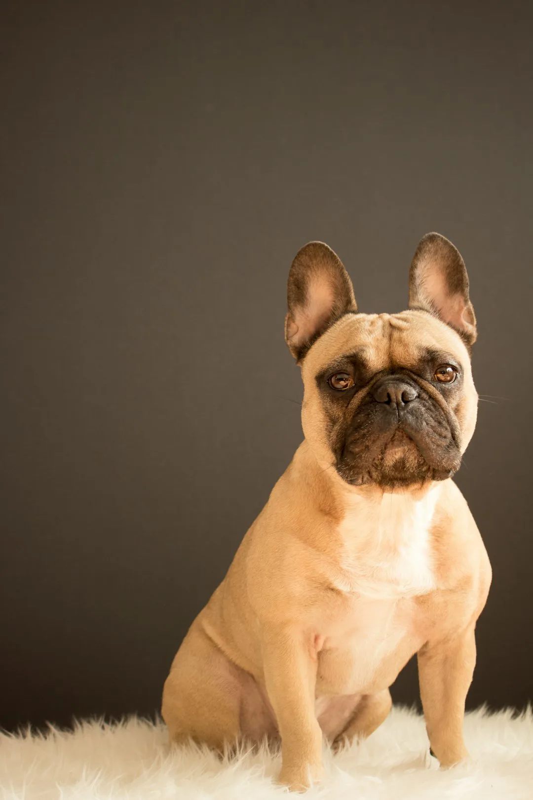 Bulldog Francés 3