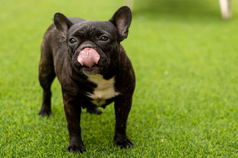 Bulldog Francés 2